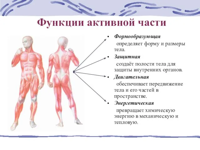 Функции активной части Формообразующая определяет форму и размеры тела. Защитная создаёт