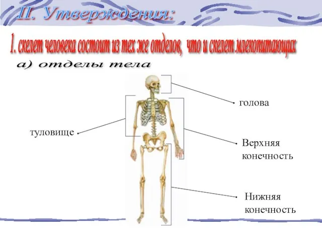 1. скелет человека состоит из тех же отделов, что и скелет