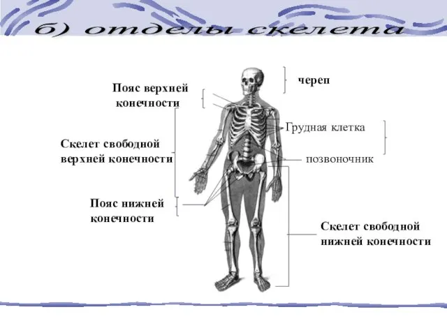 б) отделы скелета череп Пояс верхней конечности Скелет свободной нижней конечности