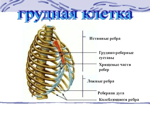 грудная клетка Истинные ребра Грудино-реберные суставы Хрящевые части ребер Ложные ребра Реберная дуга Колеблющиеся ребра