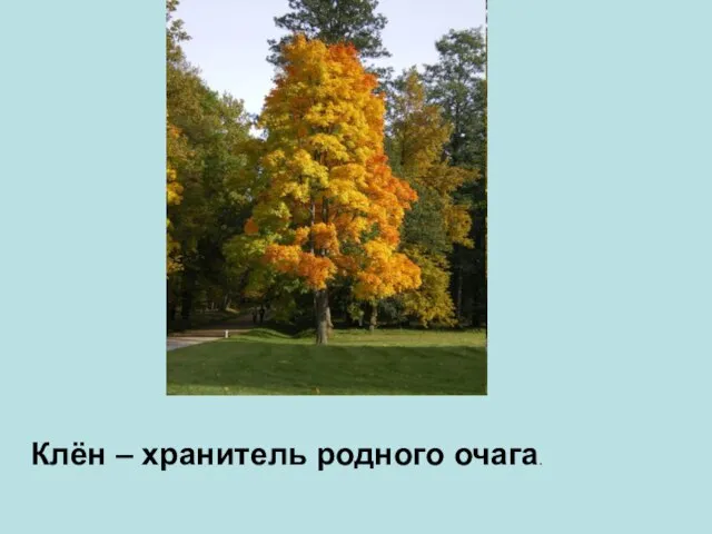 Клён – хранитель родного очага.