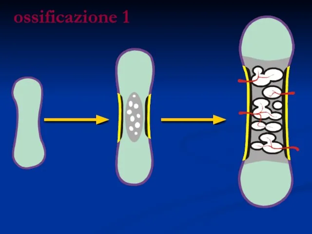 ossificazione 1