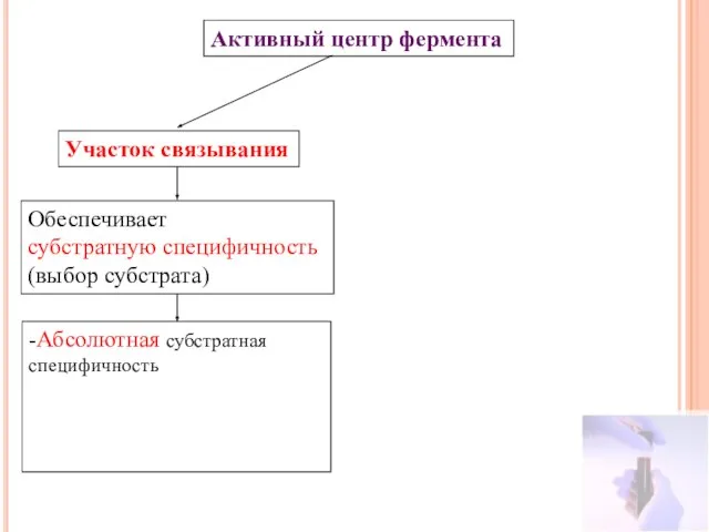 Активный центр фермента Участок связывания Обеспечивает субстратную специфичность (выбор субстрата) -Абсолютная