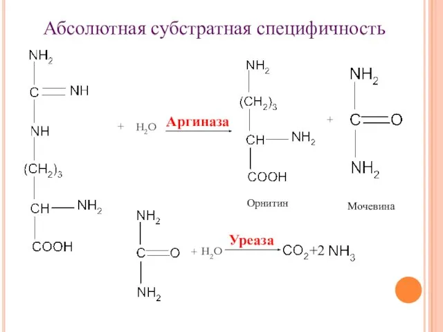 + Абсолютная субстратная специфичность Аргиназа Орнитин + Мочевина + Уреаза +2 Н2О Н2О