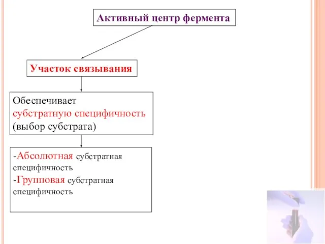 Активный центр фермента Участок связывания Обеспечивает субстратную специфичность (выбор субстрата) -Абсолютная