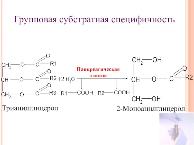 Групповая субстратная специфичность +2 Триацилглицерол 2-Моноацилглицерол Панкреатическая липаза Н2О