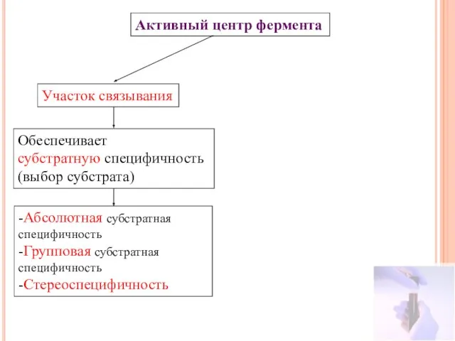 Активный центр фермента Участок связывания Обеспечивает субстратную специфичность (выбор субстрата) -Абсолютная