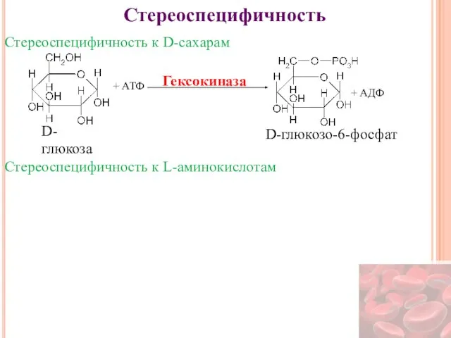 Стереоспецифичность Стереоспецифичность к D-сахарам + АТФ + АДФ Гексокиназа D-глюкоза D-глюкозо-6-фосфат Стереоспецифичность к L-аминокислотам