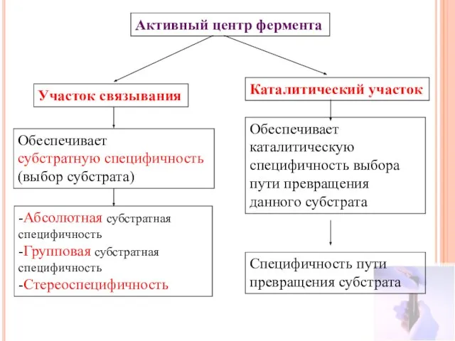 Активный центр фермента Участок связывания Каталитический участок Обеспечивает субстратную специфичность (выбор