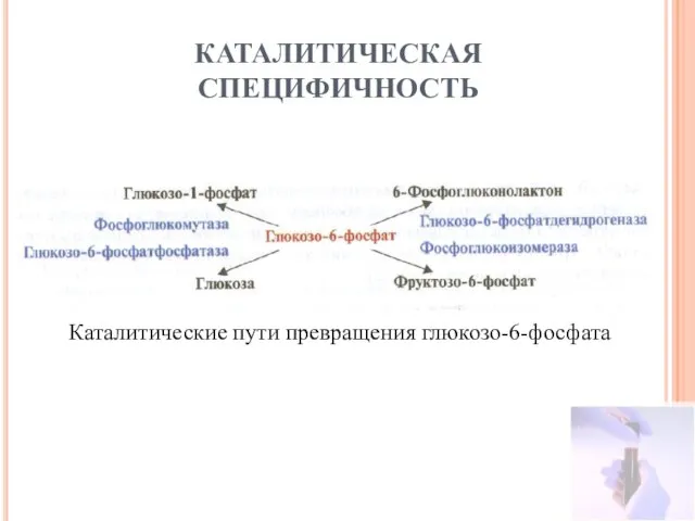 КАТАЛИТИЧЕСКАЯ СПЕЦИФИЧНОСТЬ Каталитические пути превращения глюкозо-6-фосфата