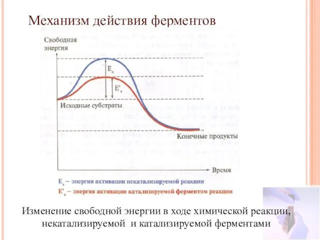 Механизм действия ферментов Изменение свободной энергии в ходе химической реакции, некатализируемой и катализируемой ферментами