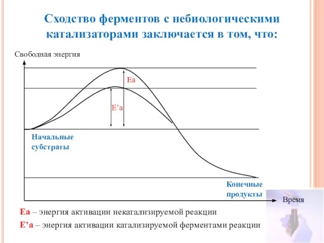 Сходство ферментов с небиологическими катализаторами заключается в том, что: Свободная энергия