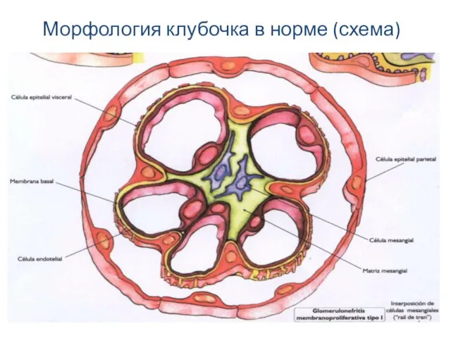 Морфология клубочка в норме (схема)