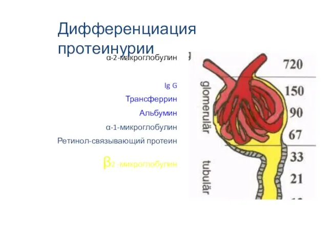 α-2-макроглобулин Ig G Трансферрин Альбумин α-1-микроглобулин Ретинол-связывающий протеин β2 -микроглобулин Дифференциация протеинурии