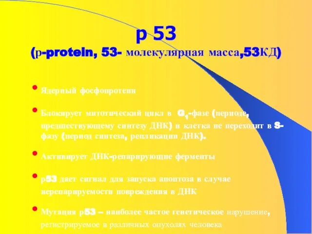 р 53 (р-protein, 53- молекулярная масса,53КД) Ядерный фосфопротеин Блокирует митотический цикл