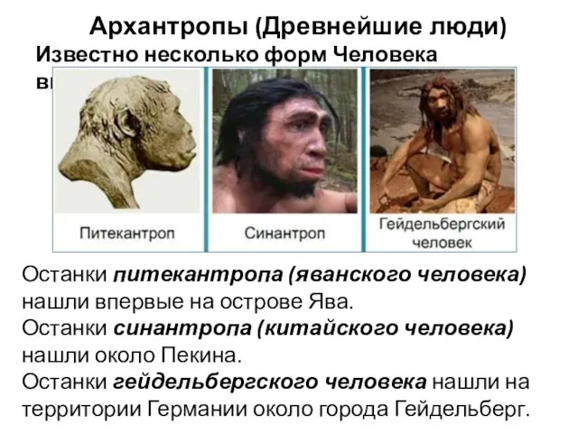 Архантропы (Древнейшие люди) Известно несколько форм Человека выпрямленного Останки питекантропа (яванского