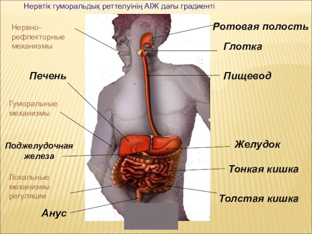 Ротовая полость Глотка Пищевод Желудок Тонкая кишка Толстая кишка Анус Печень