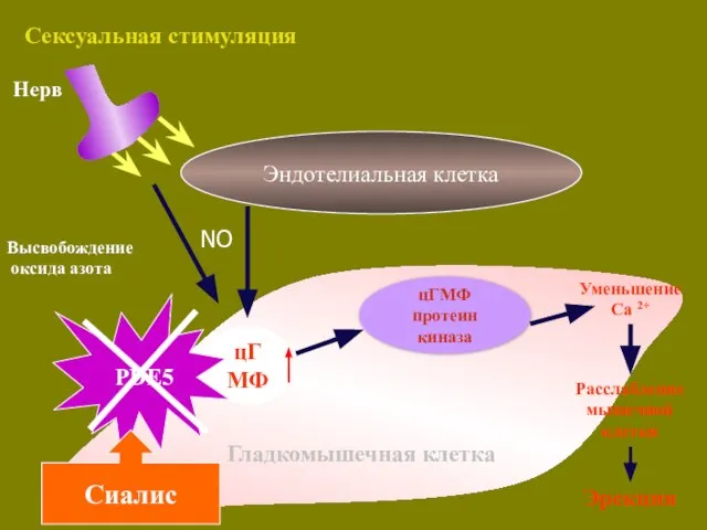 цГМФ протеин киназа Высвобождение оксида азота Нерв Уменьшение Ca 2+ Расслабление