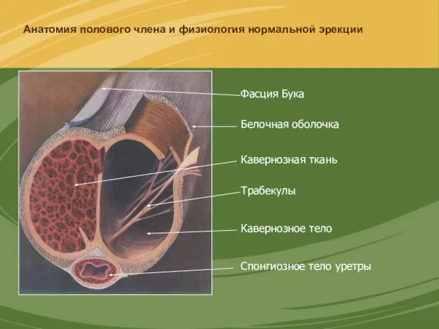 Анатомия полового члена и физиология нормальной эрекции Кавернозное тело Кавернозная ткань