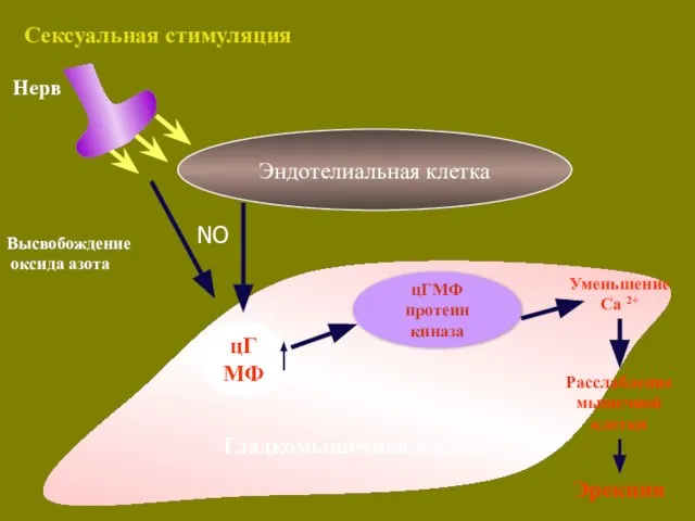 цГМФ протеин киназа Высвобождение оксида азота Нерв Уменьшение Ca 2+ Расслабление