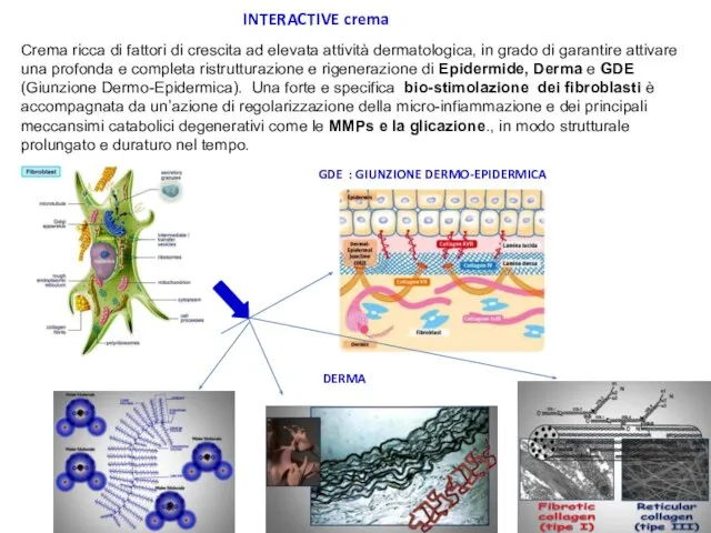 INTERACTIVE crema DERMA GDE : GIUNZIONE DERMO-EPIDERMICA Crema ricca di fattori