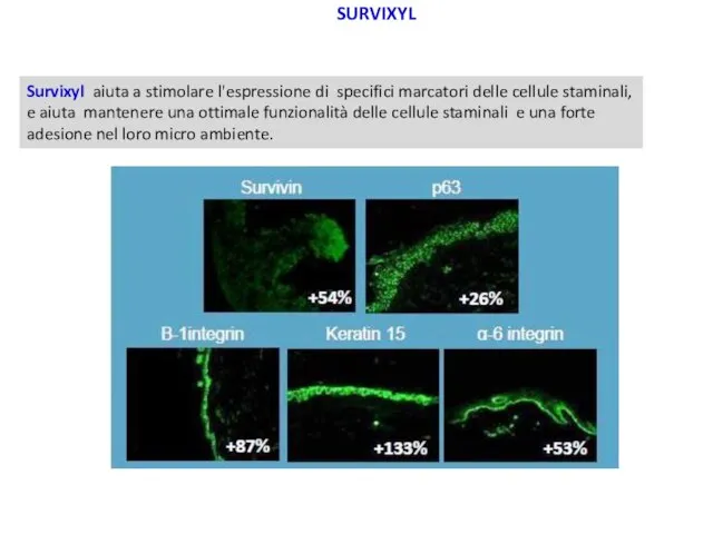 Survixyl aiuta a stimolare l'espressione di specifici marcatori delle cellule staminali,