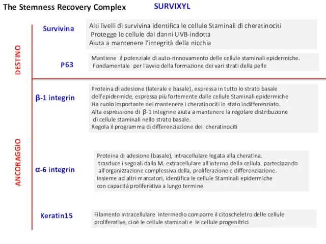 Alti livelli di survivina identifica le cellule Staminali di cheratinociti Protegge