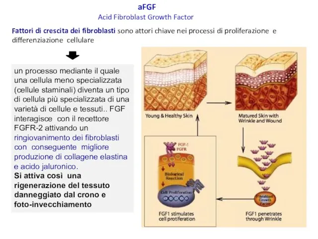 Fattori di crescita dei fibroblasti sono attori chiave nei processi di