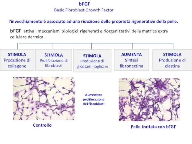 bFGF attiva i meccanismi biologici rigenerati e riorganizzativi della matrice extra