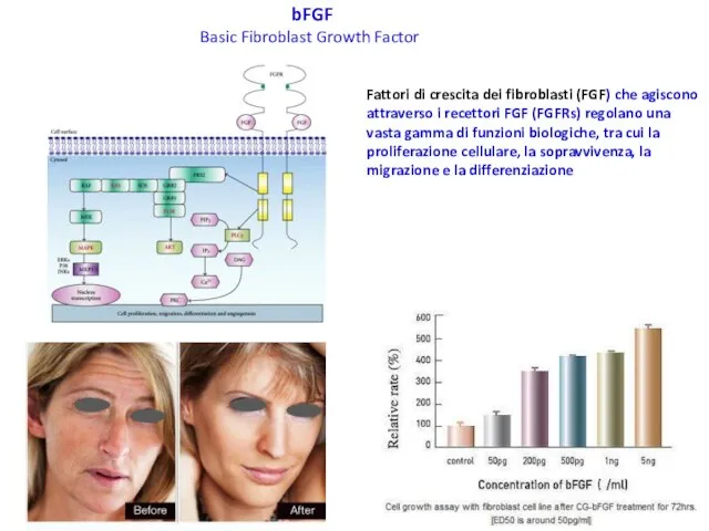 bFGF Basic Fibroblast Growth Factor Fattori di crescita dei fibroblasti (FGF)