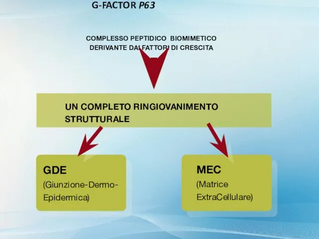 COMPLESSO PEPTIDICO BIOMIMETICO DERIVANTE DAI FATTORI DI CRESCITA UN COMPLETO RINGIOVANIMENTO