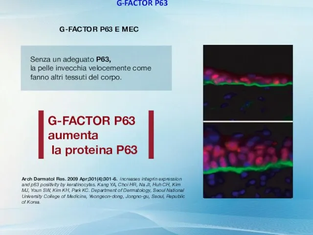 G-FACTOR P63 G-FACTOR P63 E MEC Senza un adeguato P63, la