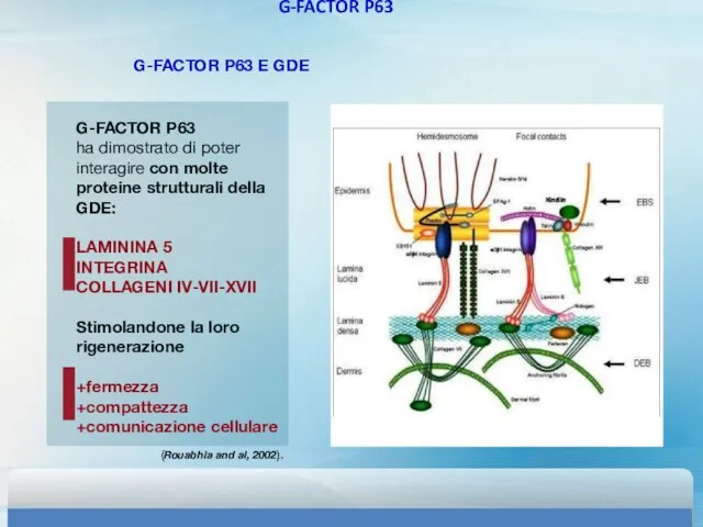 G-FACTOR P63 G-FACTOR P63 E GDE G-FACTOR P63 ha dimostrato di