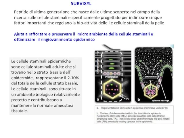 Peptide di ultima generazione che nasce dalle ultime scoperte nel campo