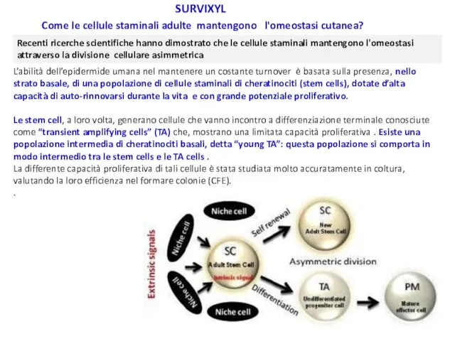 L’abilità dell’epidermide umana nel mantenere un costante turnover è basata sulla