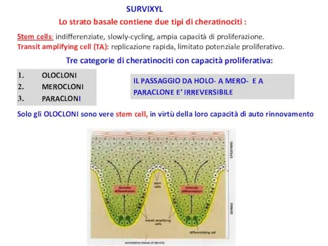 Tre categorie di cheratinociti con capacità proliferativa: Lo strato basale contiene