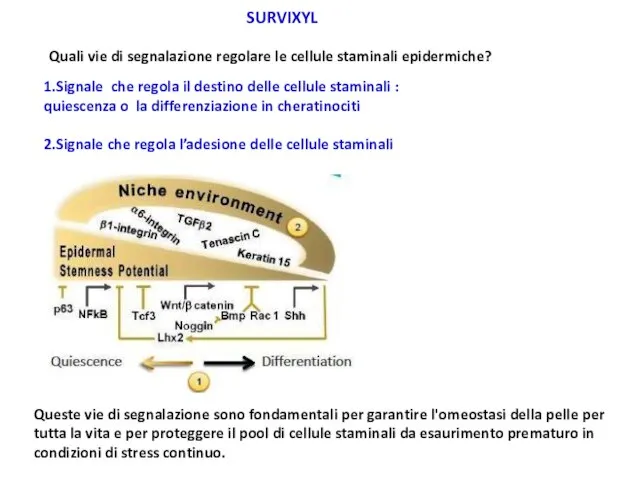 1.Signale che regola il destino delle cellule staminali : quiescenza o