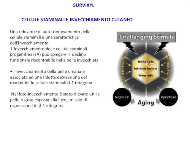 Una riduzione di auto-rinnovamento delle cellule staminali è una caratteristica dell'invecchiamento.