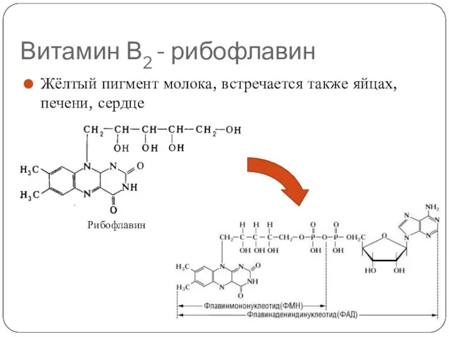 Витамин В2 - рибофлавин Жёлтый пигмент молока, встречается также яйцах, печени, сердце Рибофлавин