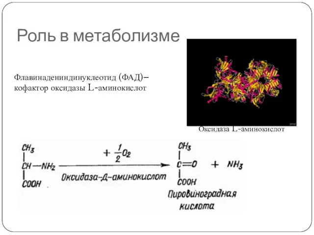 Роль в метаболизме Флавинадениндинуклеотид (ФАД)– кофактор оксидазы L-аминокислот Оксидаза L-аминокислот