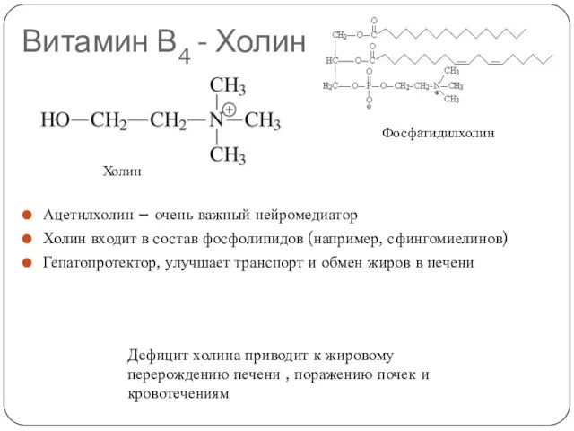 Витамин В4 - Холин Ацетилхолин – очень важный нейромедиатор Холин входит