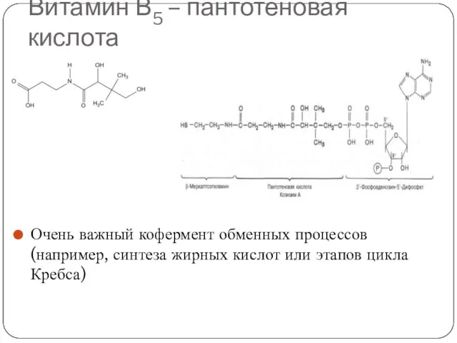 Витамин В5 – пантотеновая кислота Очень важный кофермент обменных процессов (например,