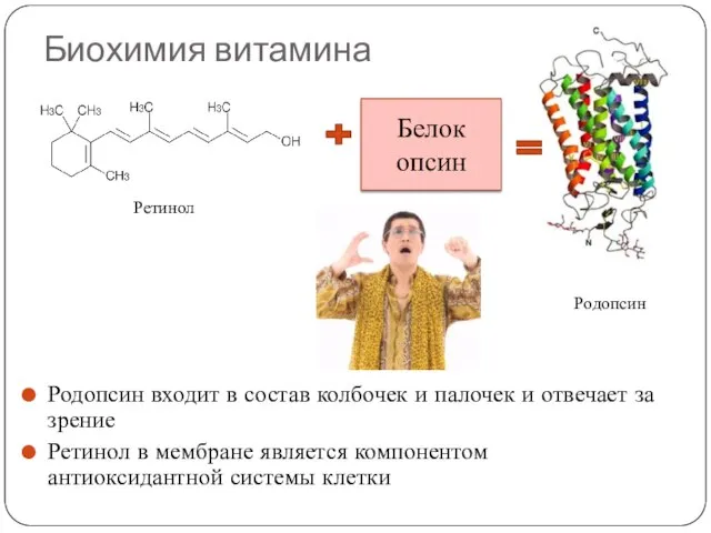 Биохимия витамина Родопсин входит в состав колбочек и палочек и отвечает