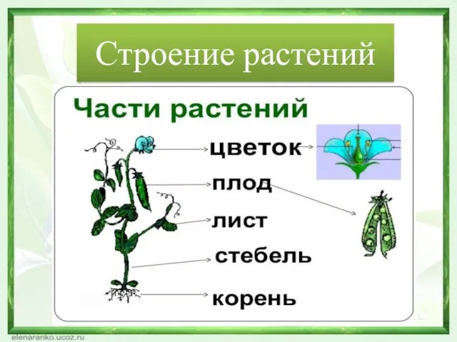 Строение растений