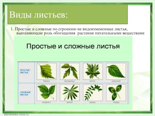 Виды листьев: 1. Простые и сложные по строению не видоизмененные листья,