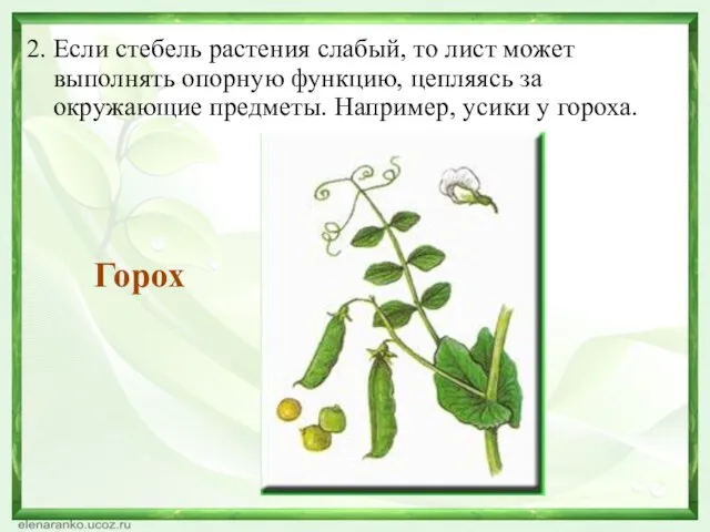 2. Если стебель растения слабый, то лист может выполнять опорную функцию,