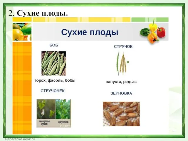 2. Сухие плоды.