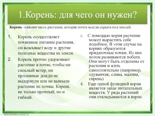 1.Корень: для чего он нужен? Корень осуществляет почвенное питание растения, он