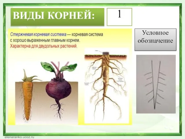 ВИДЫ КОРНЕЙ: Условное обозначение 1