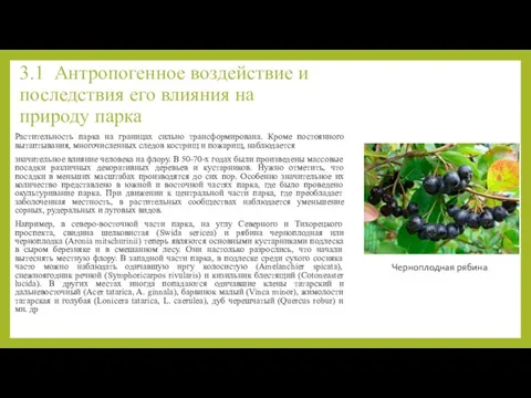 3.1 Антропогенное воздействие и последствия его влияния на природу парка Растительность